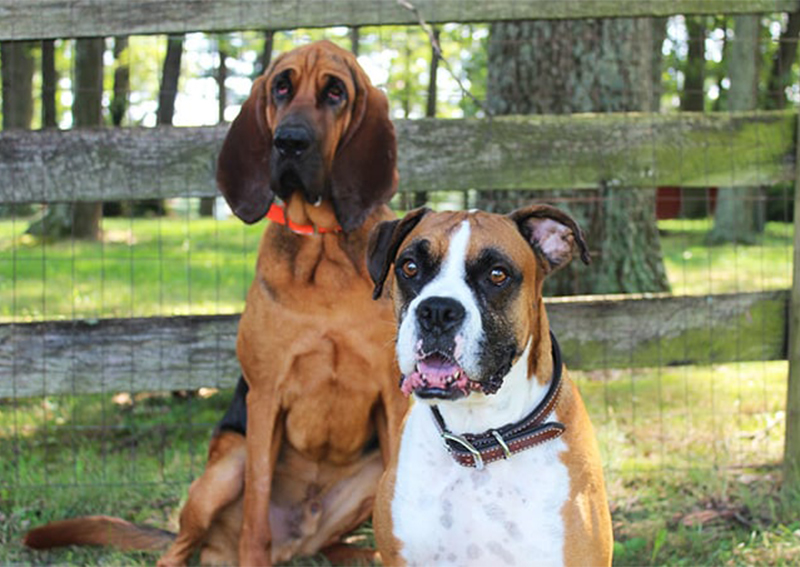 Carousel Slide 1: Dog Veterinary Care, Mt. Airy